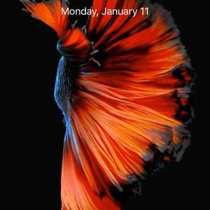 Meet your Posher, Judson